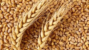 Survival Food Storage