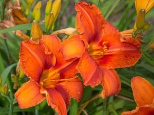 Daylillies