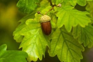 Fruit-Of-An-Oak-Tree-Ripe-In-Autumn