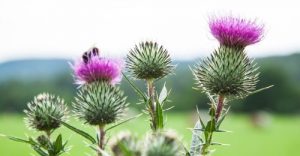 Milkthistle