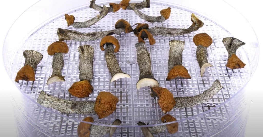 Maintenance Of The Dehydrator