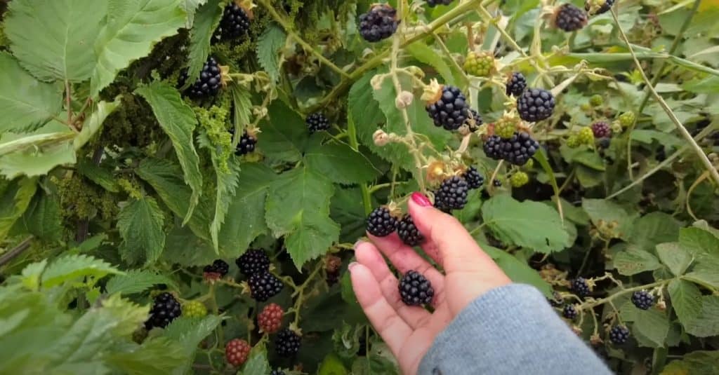 Foraging And Hunting Supplies
