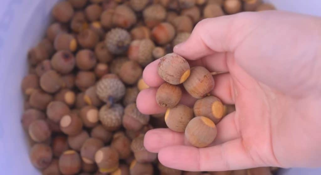 Acorn Weevils