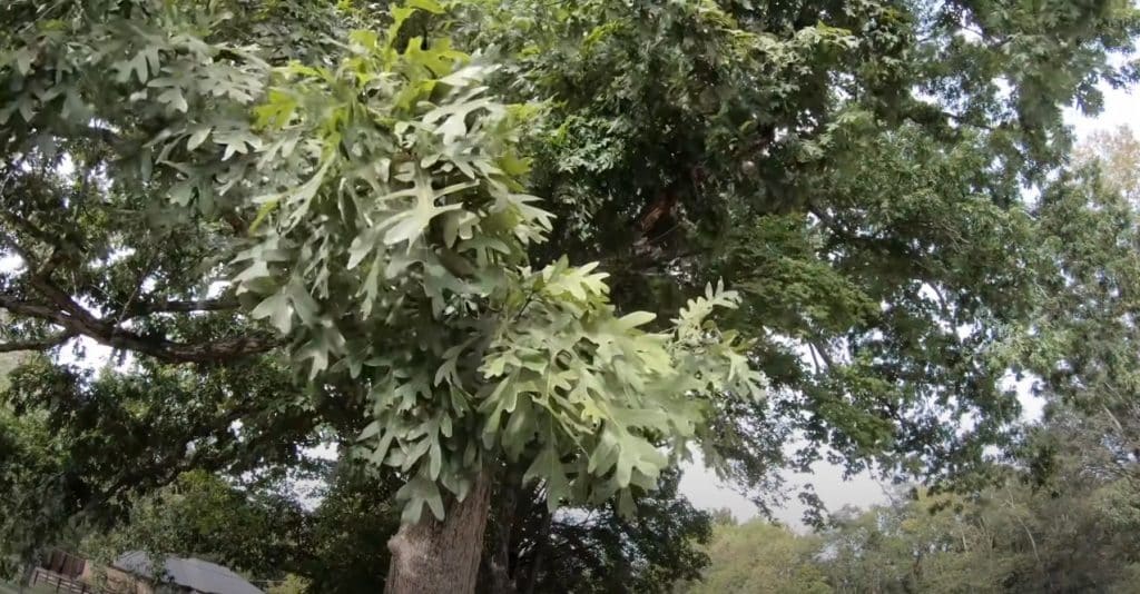 Types Of Oak Trees