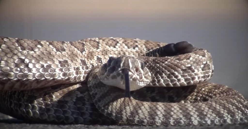 Rattlesnake