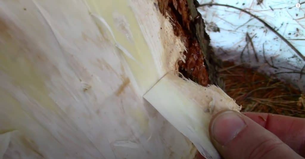 Edible Parts Of The Pine Tree