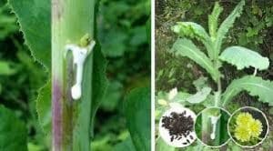 Similar-To-Morphine-The-Best-Natural-Painkiller-That-Grows-In-Your-Backyard