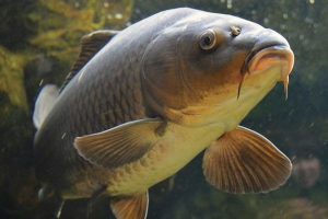 Fish-Antibiotics