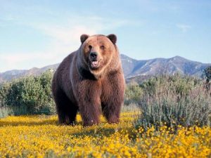 Grizzly Bear
