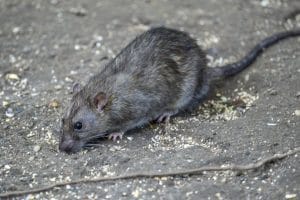 Rat