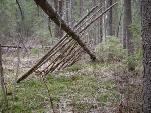 Shelter