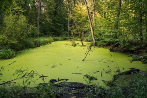 Swamp
