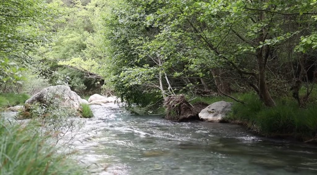 River In The Forest