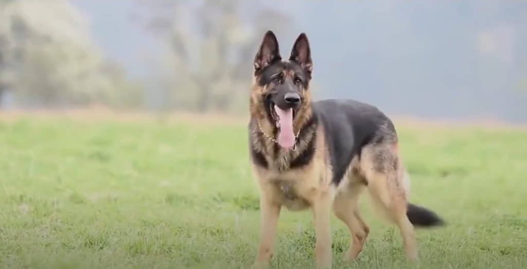 Pets As A Security Measure