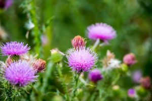 Milk-Thistle-With-Flowers