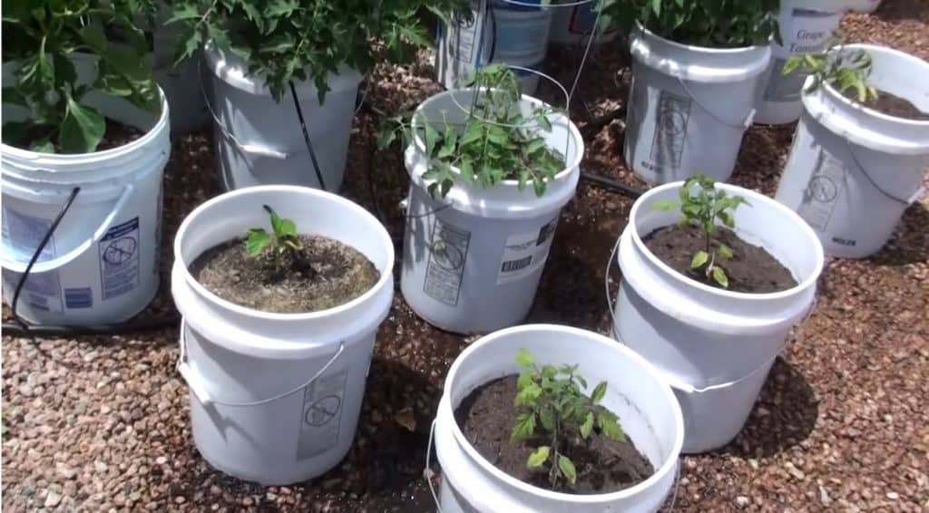 What Supplies Do I Need For Gardening 5-Gallon Buckets?