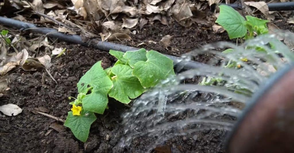 Ways To Help Your Plants To Grow Better