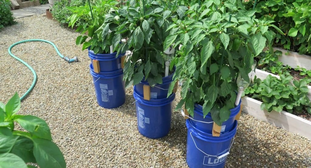 What Plants To Grow?