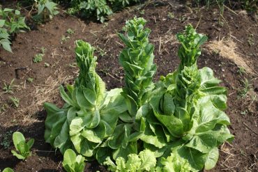 Bolted-Lettuce