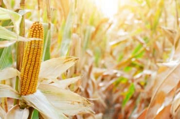 Corn-Husks-On-Stalks