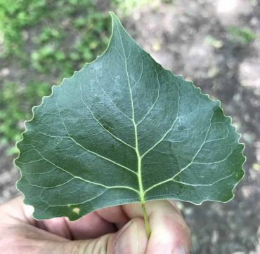 Cottonwood