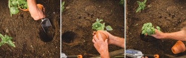 Gardening