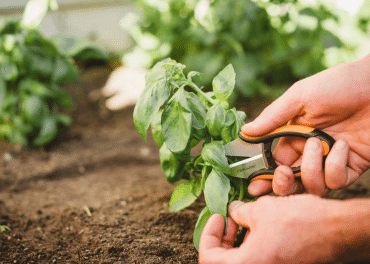 Growing-Caring-For-Harvesting-Basil