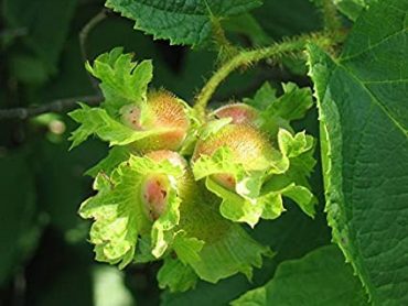 Hazelnut