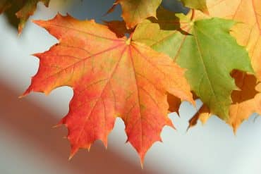 Maple-Leaves