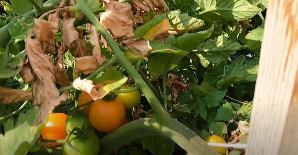 Tomatoes