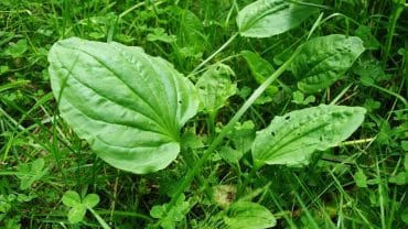 Plantain