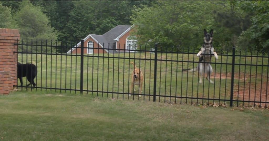 Escaping From Dogs