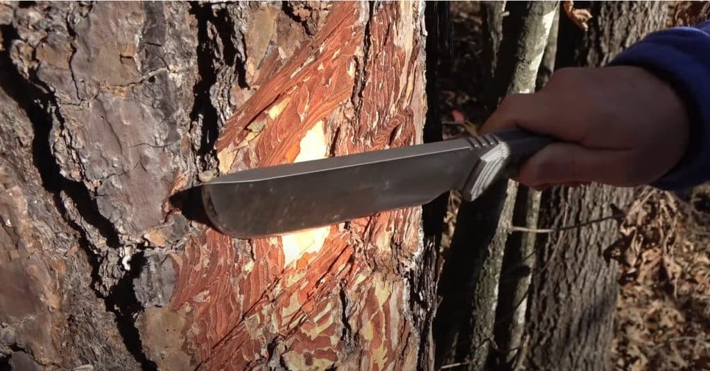 Harvesting-Bark