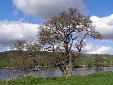 Alder-Tree-Next-To-Stream