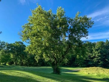 Big-Boxelder-Maple-Tree