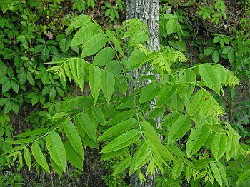 Butternut-Tree-In-Yard