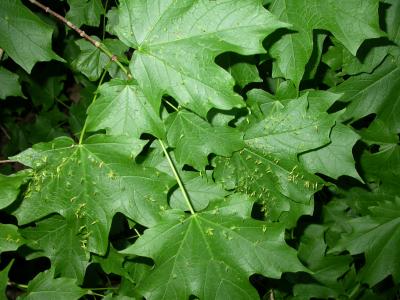 Canyon-Maple-Leaves