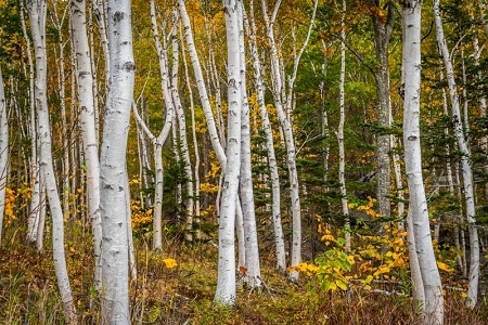Paper-Birch-Trees