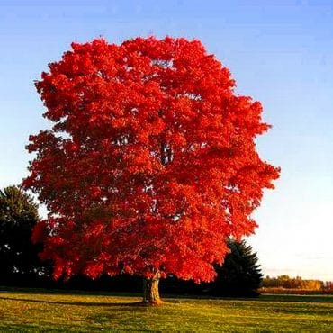 Silver-Maple-Tree-Next-To-Lake