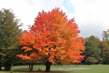 Sugar-Maple-Trees-In-A-Park