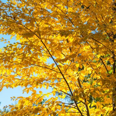 Sweet-Birch-Tree-Branches