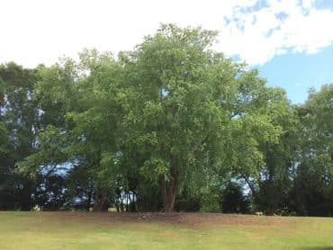 Tall-Yellow-Birch-Tree