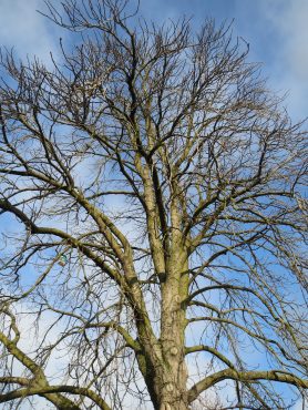 Maple-Tree-Lots-Of-Branches