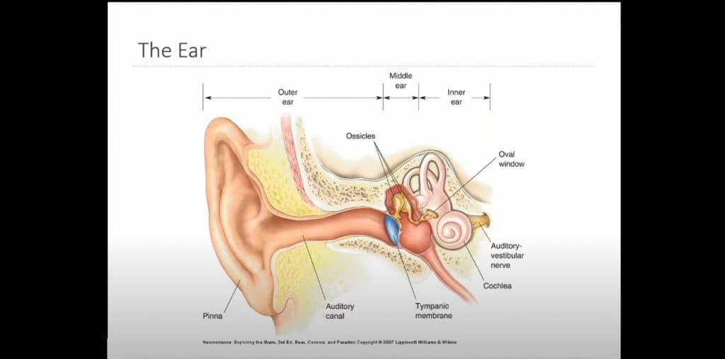 Anatomy-Of-The-Ear
