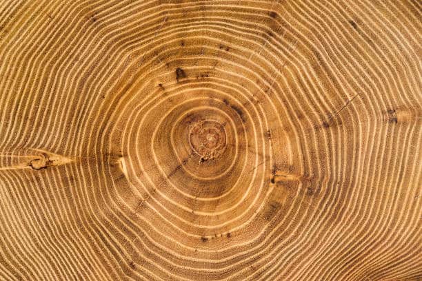 Heartwood-Section