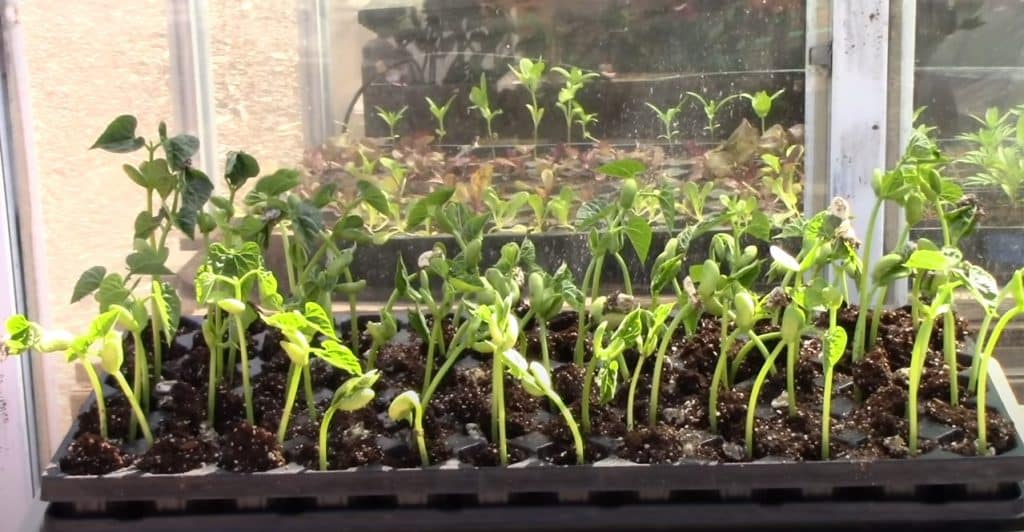 How To Grow Black Beans?