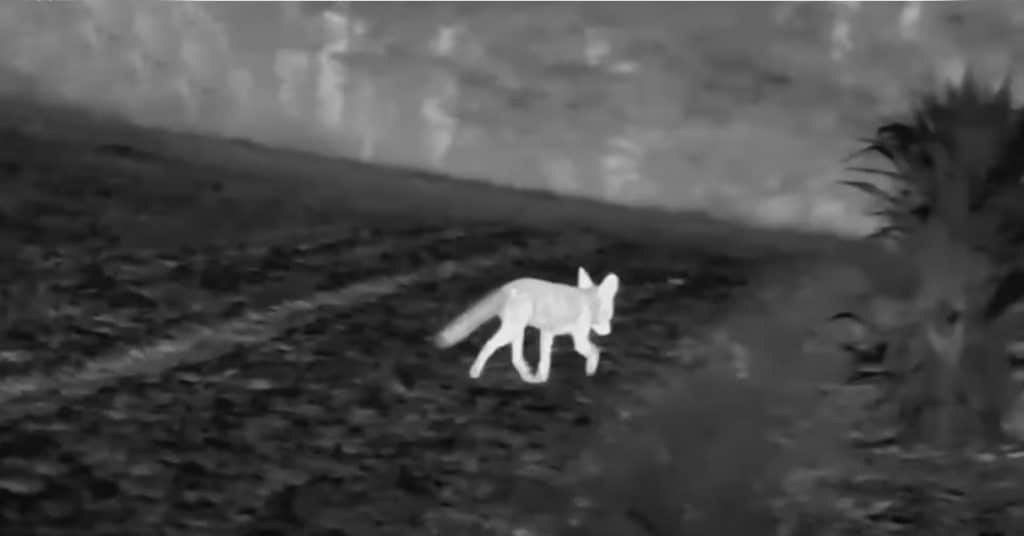 Thermal Monoculars And Night Vision